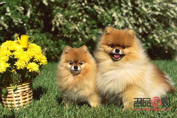 <h3>无需美容的天然美犬种</h3>