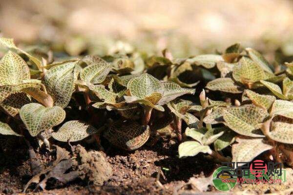 <h3>金线莲种植投资分析</h3>