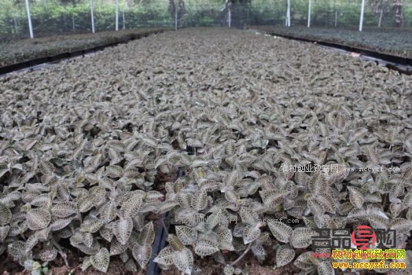 <h3>金线莲种植投资分析</h3>