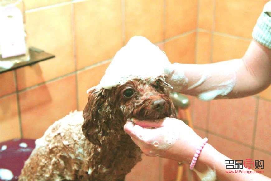 洗澡会美容吗(洗澡会美容吗) 洗澡会美容吗(洗澡会美容吗)