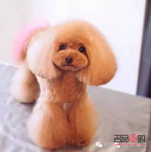 <h3>爱犬美容宝典:打造靓丽毛孩子的秘诀</h3> <h3>爱犬美容宝典:打造靓丽毛孩子的秘诀</h3>