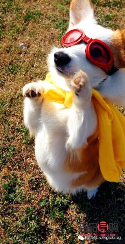 <h3>柯基身体护理全攻略</h3>