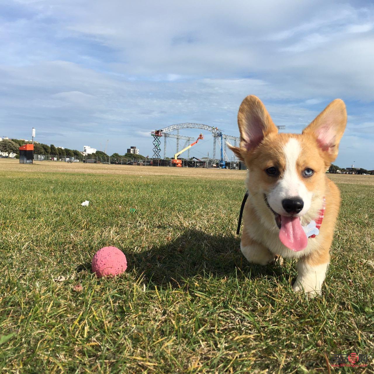 <h3>柯基身体护理全攻略</h3>