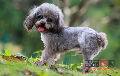 <h3>泰迪身体护理全攻略</h3> <h3>泰迪身体护理全攻略</h3>