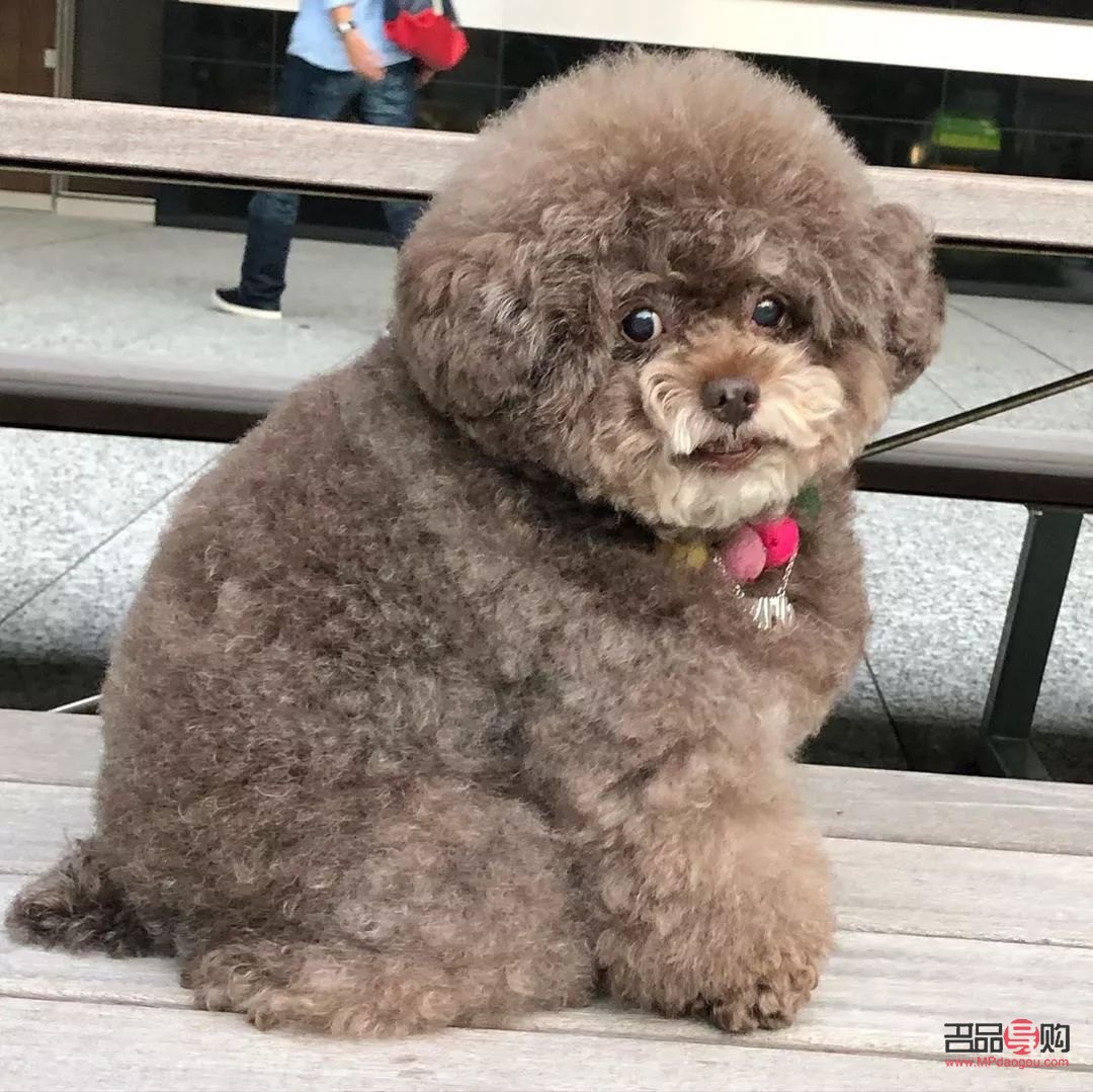 <h3>泰迪身体护理全攻略</h3> <h3>泰迪身体护理全攻略</h3>