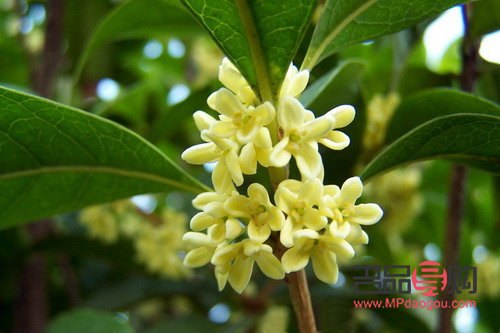 <h1>古代人的美容秘诀</h1>