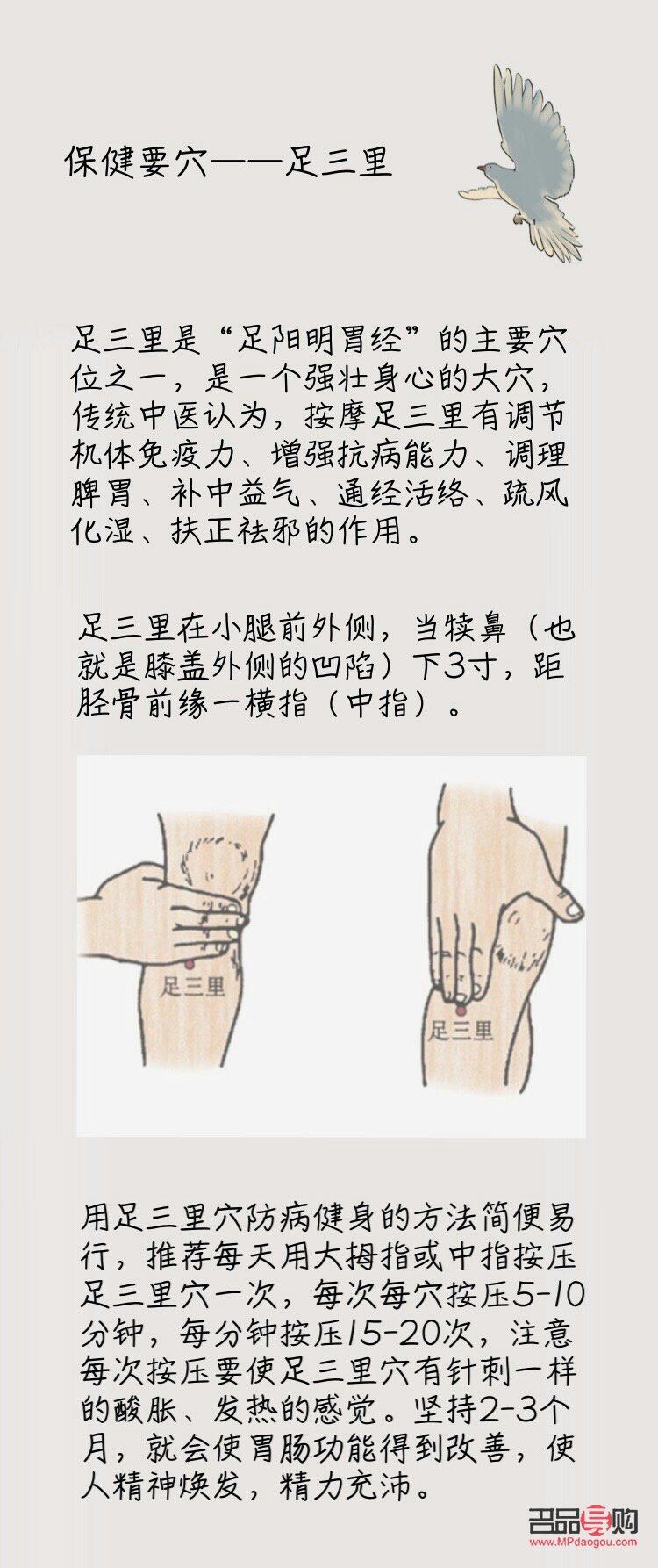 <h3>足三里穴位与美容：传统中医的智慧</h3>