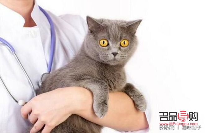 <h1>猫咪身体护理全攻略，让爱宠健康又靓丽</h1>