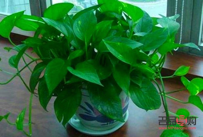 <h1>绿叶中的美容奥秘：探寻天然护肤之宝</h1>