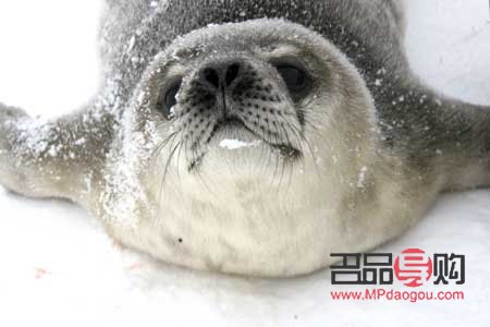 比熊犬美容全攻略