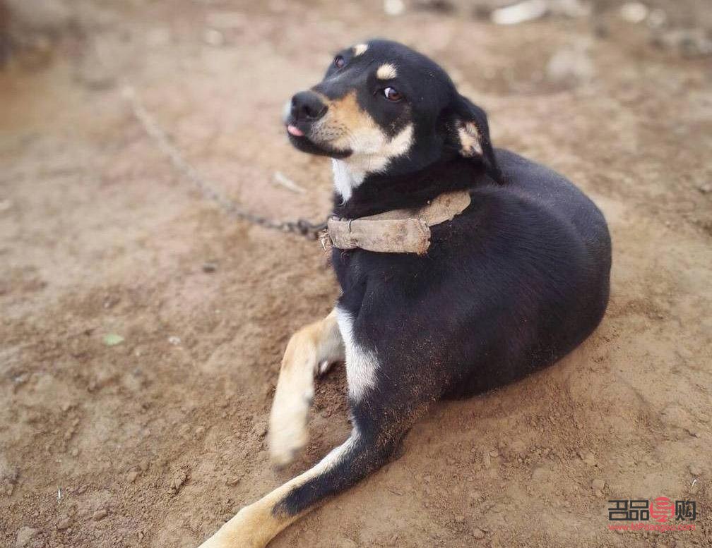 四眼小狗如何美容(四眼小狗如何美容视频)