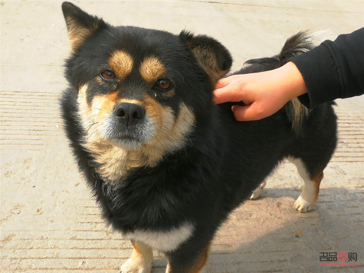 四眼小狗如何美容(四眼小狗如何美容视频)