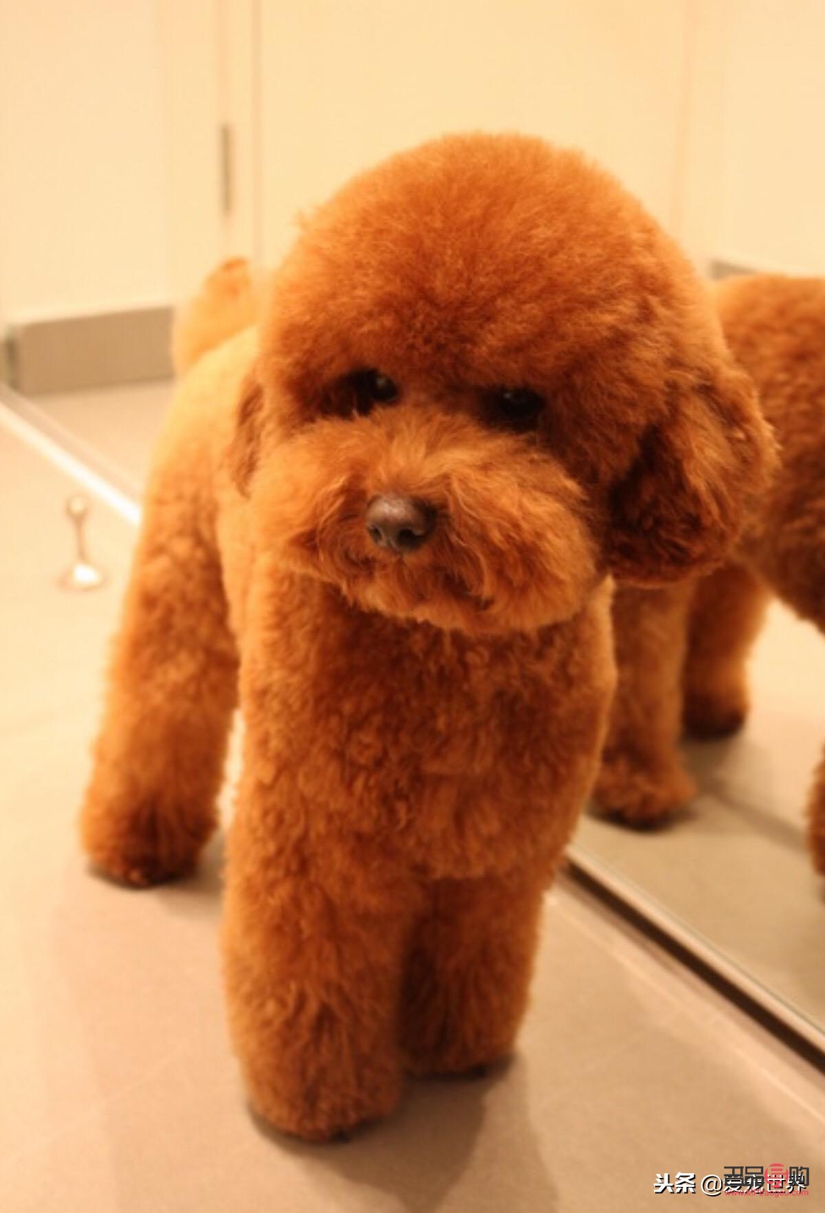 <h3>泰迪美容全攻略：打造靓丽爱宠的秘诀</h3>