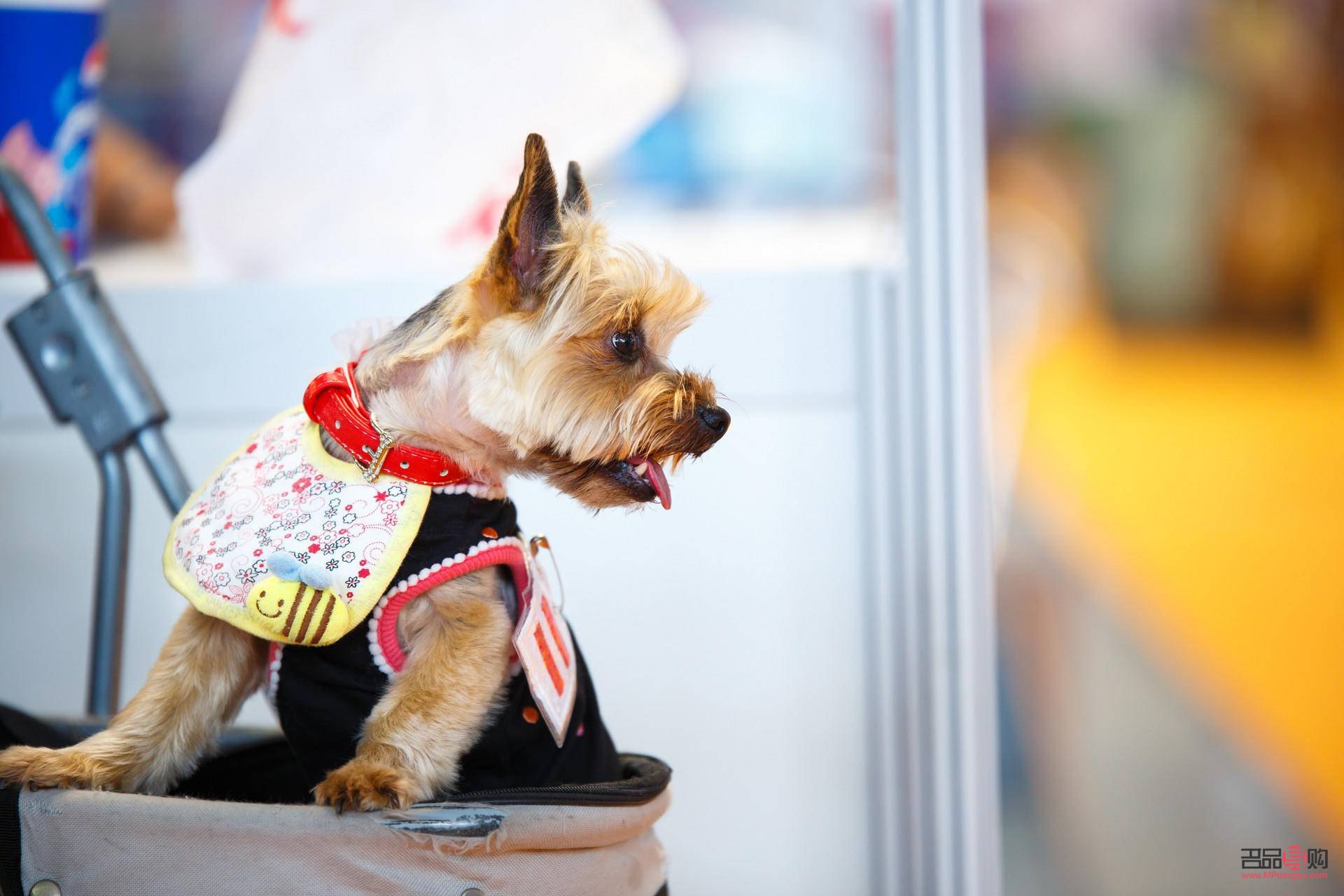 <h3>宠物美容：累并快乐着</h3>