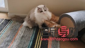 <h3>宠物美容：累并快乐着</h3>