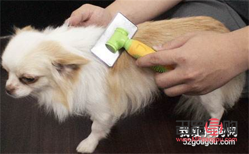 小狗美容的新潮流与必备技巧