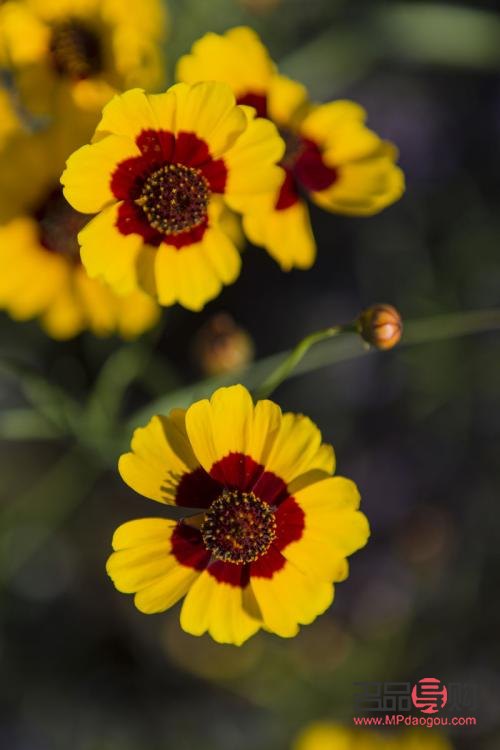 雪菊能不能美容(雪菊能不能美容呢)