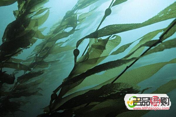 海带美容功效深度解析