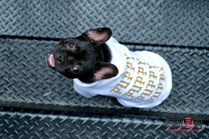 <h1>爱犬日常护理指南——打造健康亮丽的狗狗形象</h1>