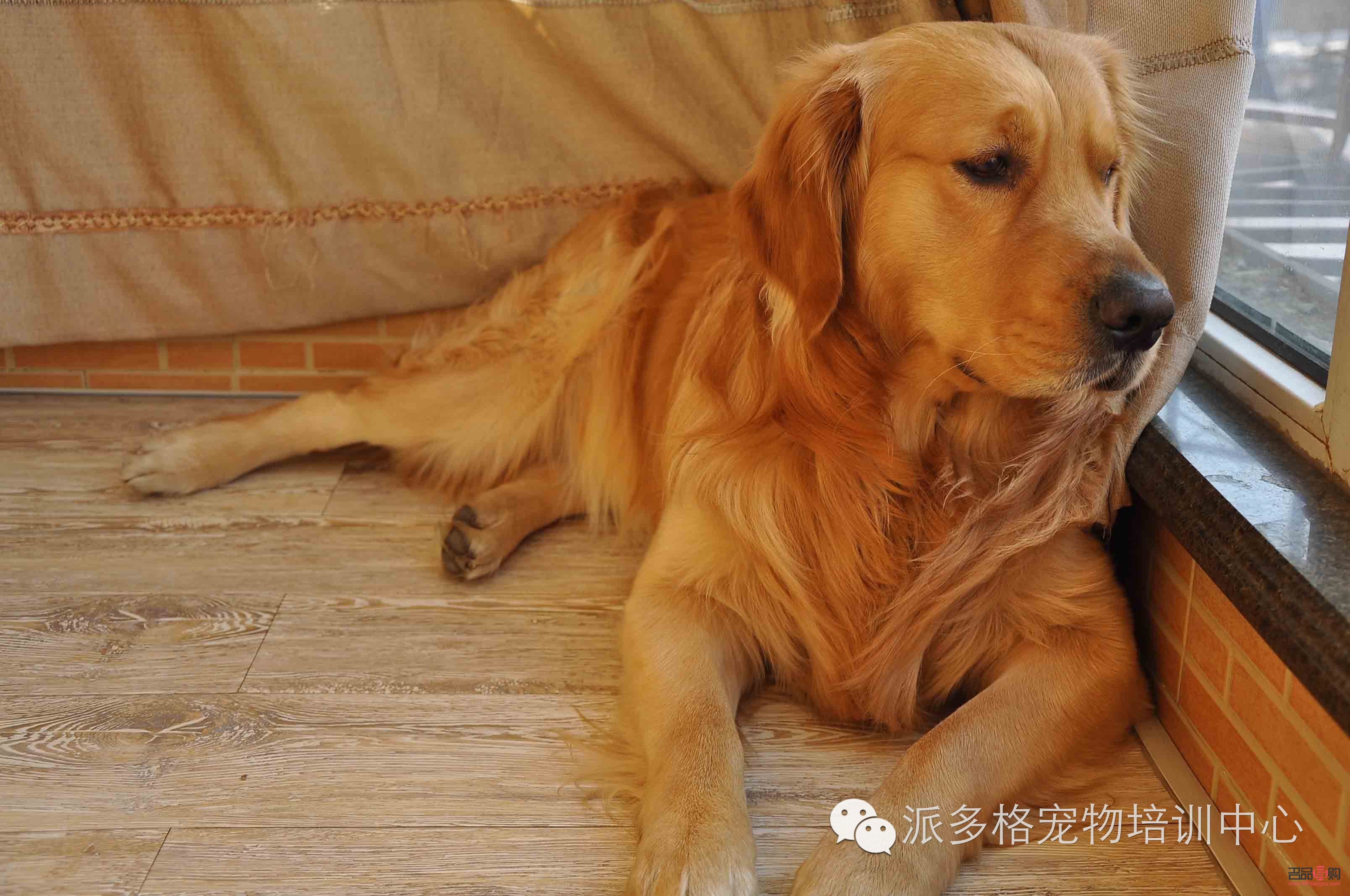 金毛护理身体全攻略