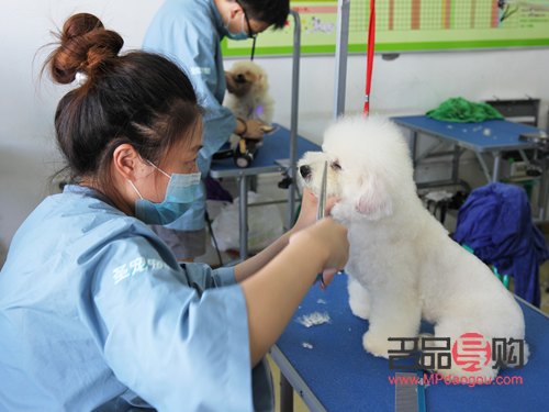 如何学宠物美容(如何学宠物美容专业)