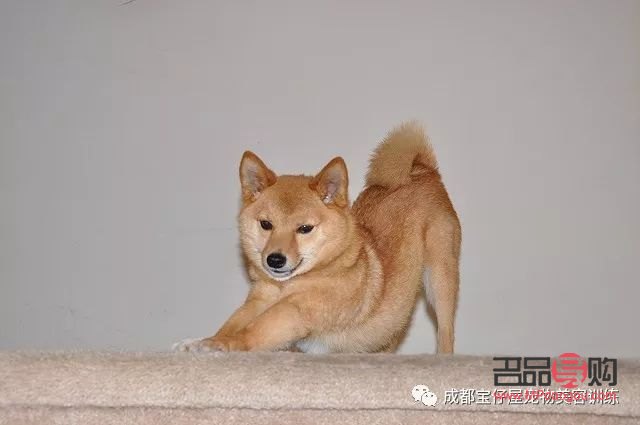 <h3>犬美容日语怎么说？学习犬美容专业术语与实用表达</h3>