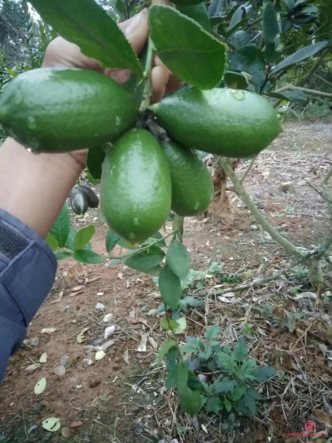 <h3>薄荷叶的美容功效探究</h3> <h3>薄荷叶的美容功效探究</h3>
