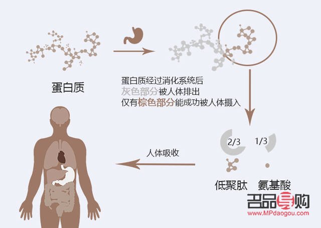 <h3>蛋白护理对身体的益处及重要性</h3> <h3>蛋白护理对身体的益处及重要性</h3>