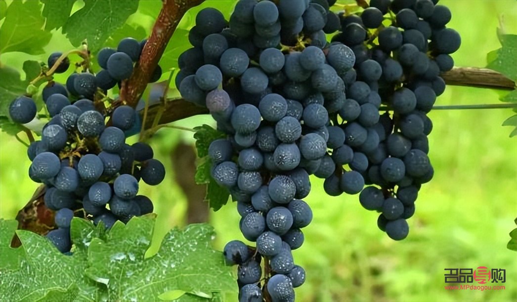 葡萄能否美容养生(葡萄能美容养颜吗)