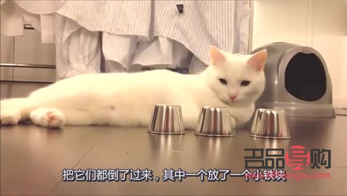 猫咪美容指南：是否需要定期美容？