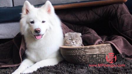 宠物美容投资探秘：打造爱宠时尚新天地