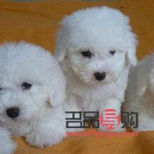 <h3>比熊身体护理全攻略：打造健康可爱的比熊宝贝</h3>