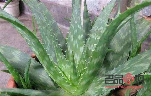 <h3>怎样使用芦荟美容</h3> <h3>怎样使用芦荟美容</h3>