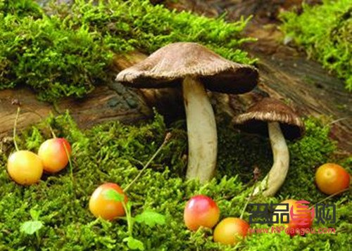 美容蘑菇是啥蘑菇(美容蘑菇是啥蘑菇呀)