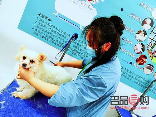 宠物美容怎么自学(宠物美容怎么自学的) 宠物美容怎么自学(宠物美容怎么自学的)