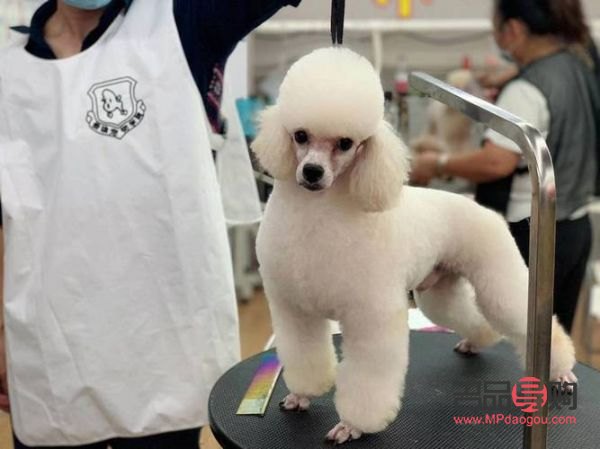 宠物美容怎么自学(宠物美容怎么自学的) 宠物美容怎么自学(宠物美容怎么自学的)