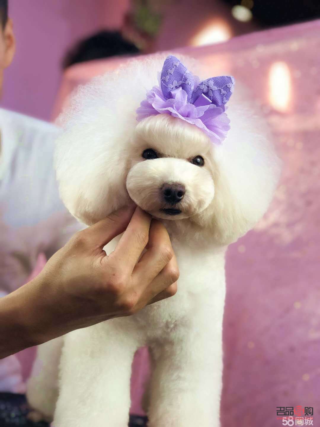 宠物美容怎么自学(宠物美容怎么自学的)