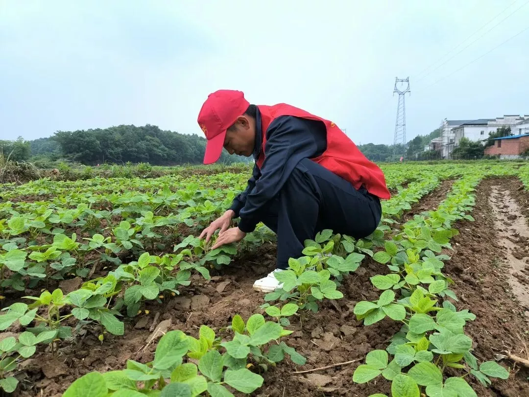 世界粮食日｜解锁中国饭碗的人保守护密码