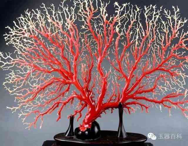 红珊瑚珠子值钱吗(红珊瑚吊坠值钱吗)