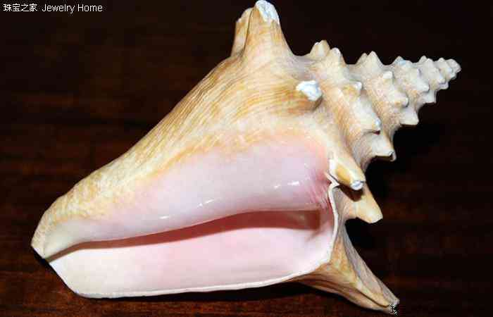 海螺珠是什么宝石(海螺珠是什么宝石的)