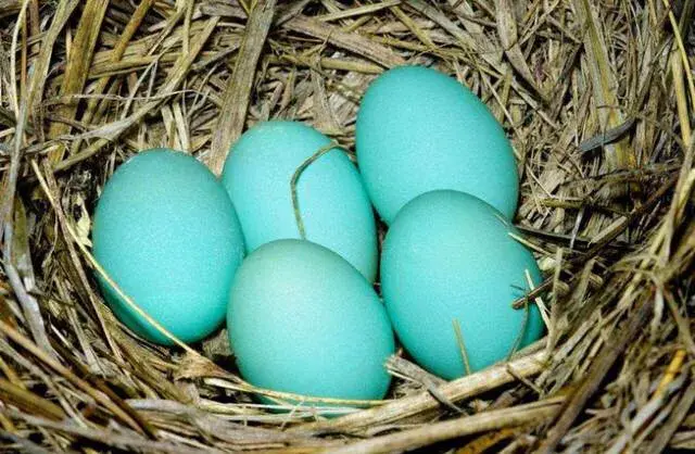 蒂芙尼蓝rgb(蒂芙尼蓝rgb色值)插图2