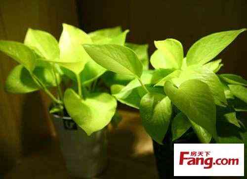 珍珠在风水上的作用(真假珍珠的10种鉴别方法)插图8 珍珠在风水上的作用(真假珍珠的10种鉴别方法)插图8