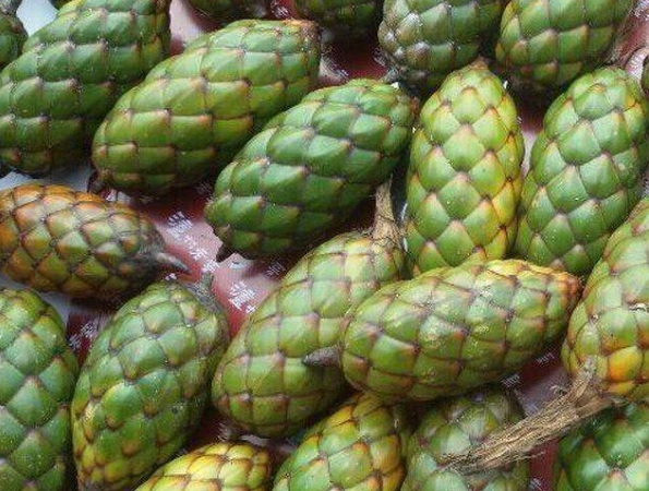 菩提子手串有什么好处(怎么鉴定菩提根手串真假)插图1