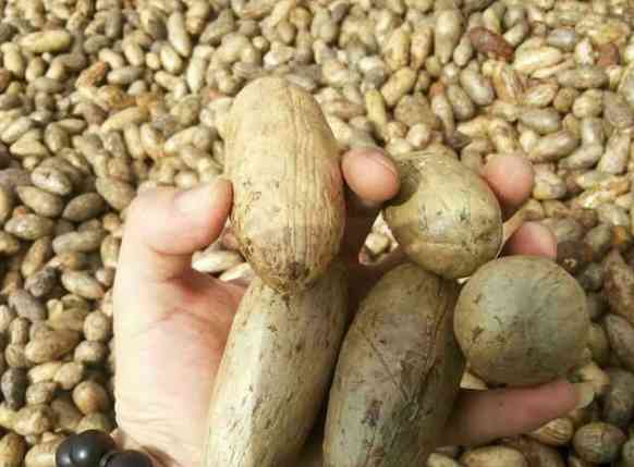 菩提子手串有什么好处(怎么鉴定菩提根手串真假)插图2