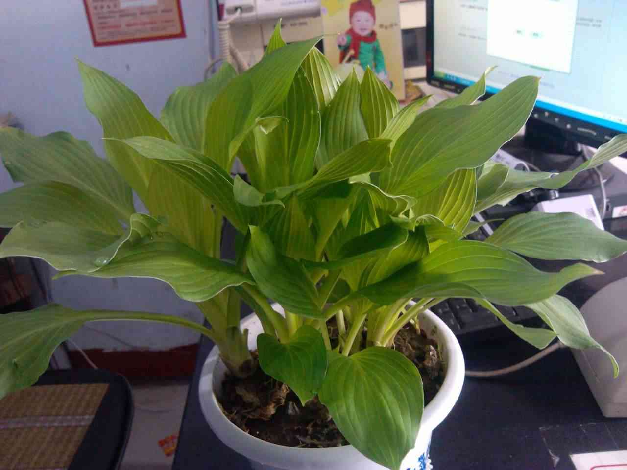 金钻有毒吗(大叶绿公主金钻有毒吗)插图1 金钻有毒吗(大叶绿公主金钻有毒吗)插图1