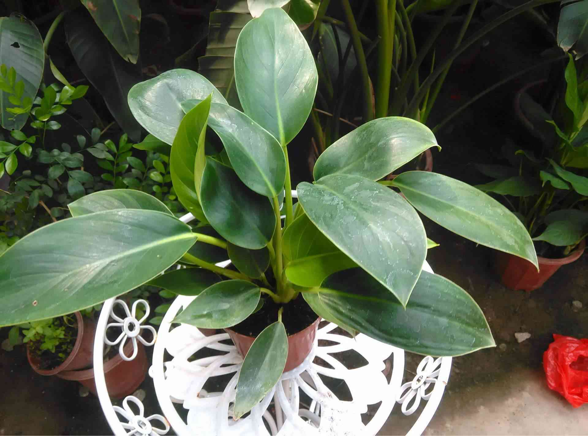 金钻有毒吗(大叶绿公主金钻有毒吗)插图2 金钻有毒吗(大叶绿公主金钻有毒吗)插图2