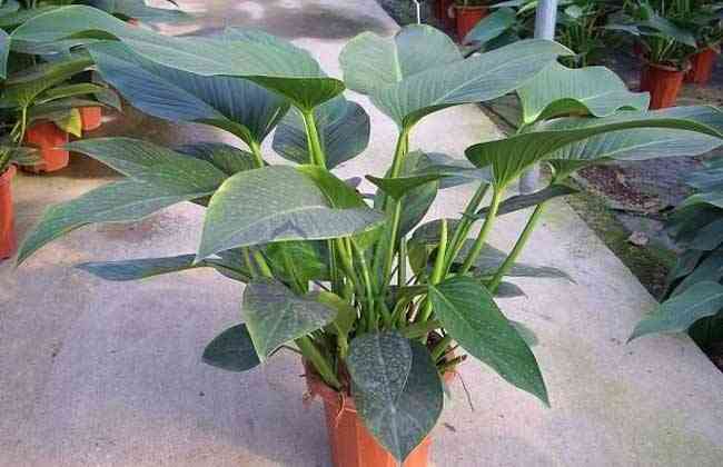 金钻有毒吗(大叶绿公主金钻有毒吗)插图4 金钻有毒吗(大叶绿公主金钻有毒吗)插图4