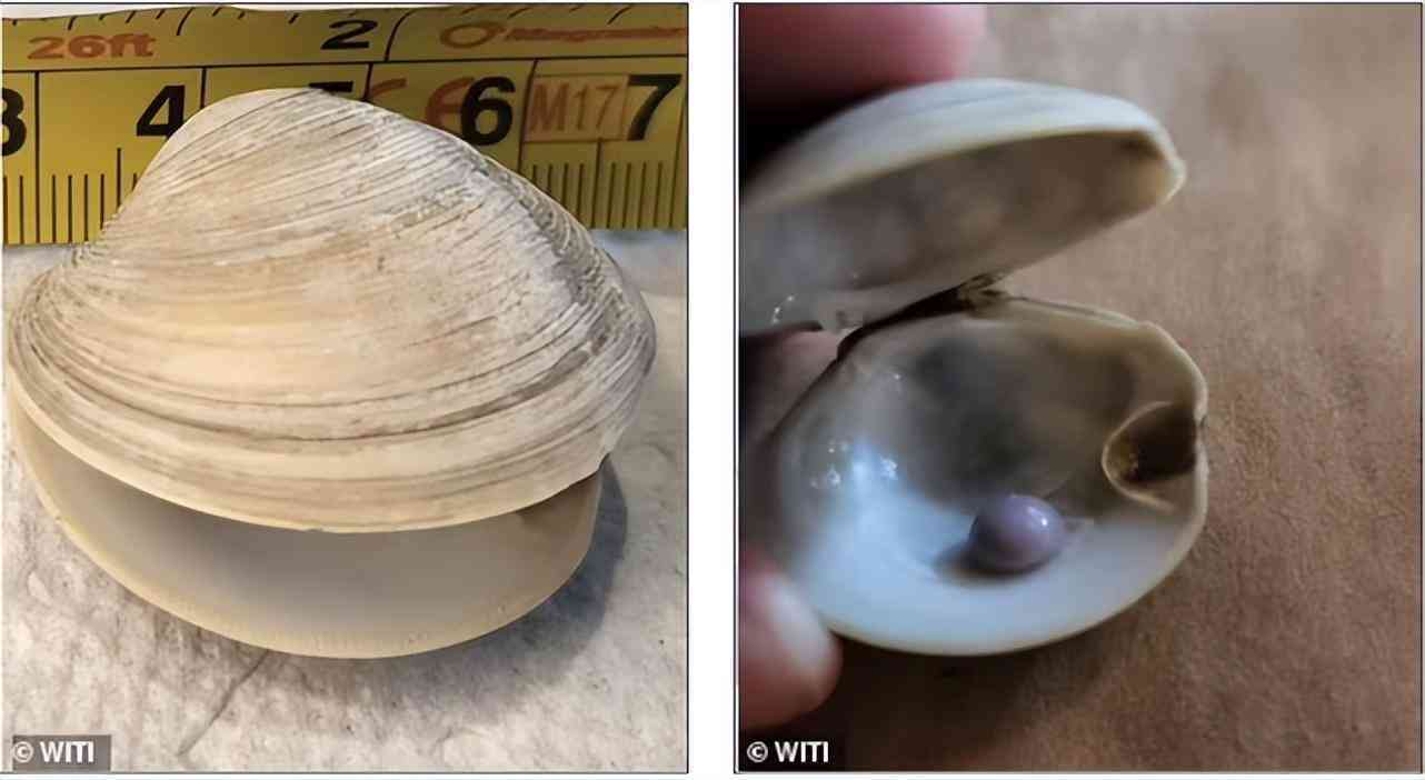 珍珠的价格多少钱一粒(真正的珍珠项链多少钱)插图2 珍珠的价格多少钱一粒(真正的珍珠项链多少钱)插图2