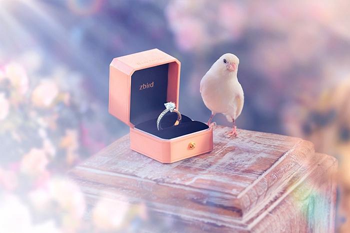 钻石小鸟属于什么档次(钻石小鸟算哪个档次)插图2