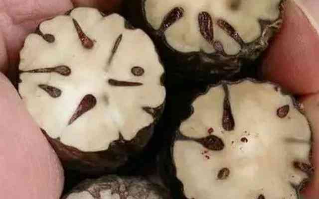 千眼菩提的危害(菩提子不能乱戴)插图6 千眼菩提的危害(菩提子不能乱戴)插图6